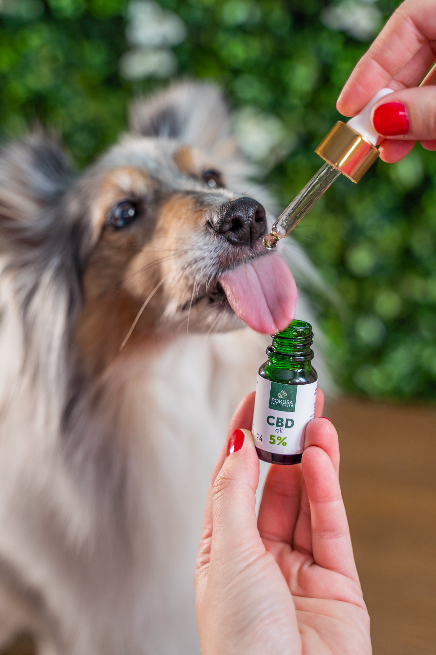 Olio di CBD