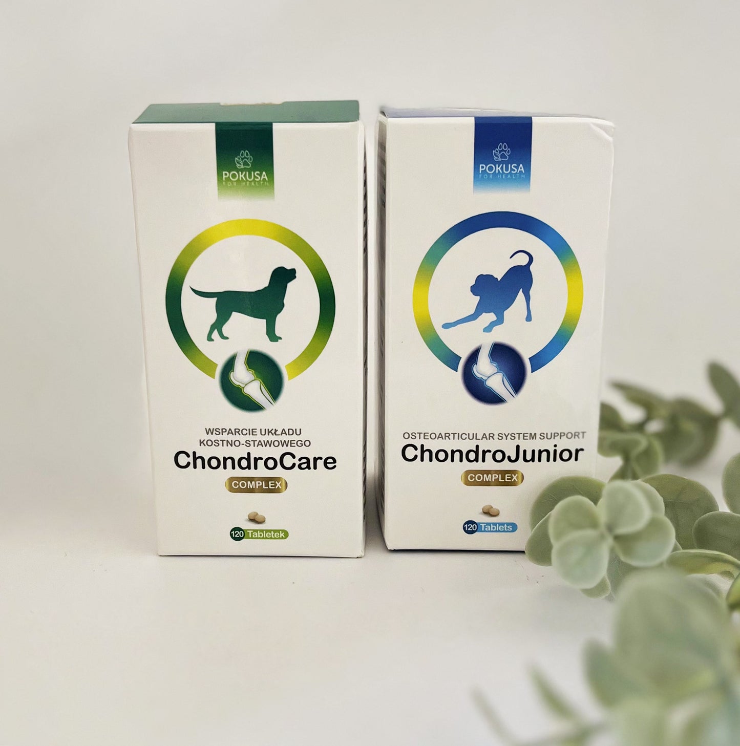 Chondrojunior