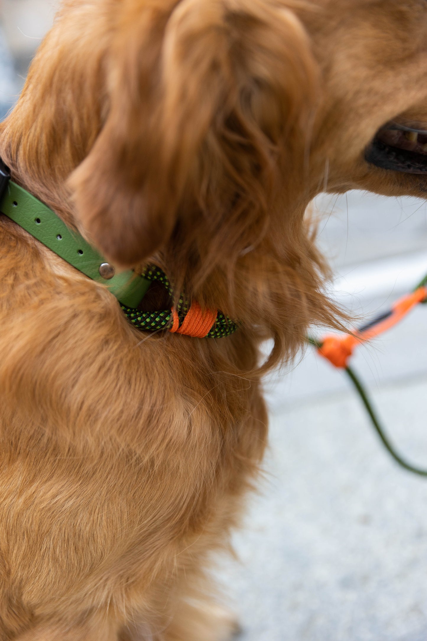 Collari per cani Smile - Ringhio design