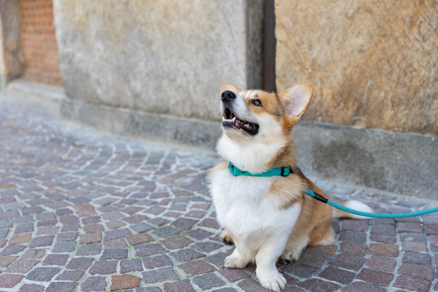 Collari per cani Smile - Ringhio design