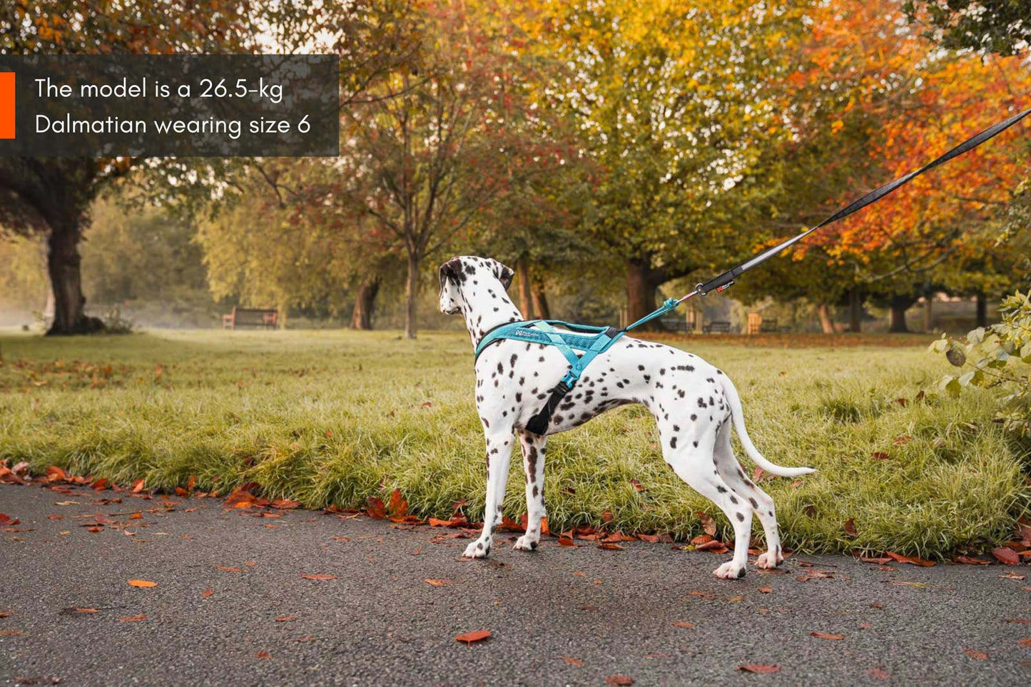 Pettorina Rush- Non-Stop Dogwear