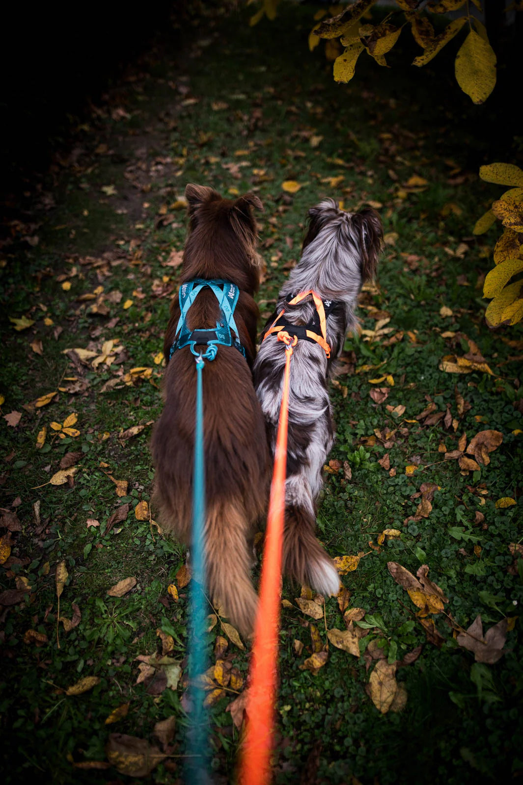 Pettorina Rush- Non-Stop Dogwear