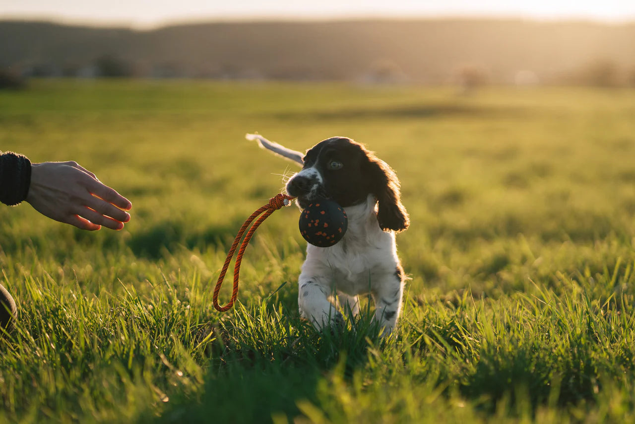 Ball on rope - Nonstop-dogwear