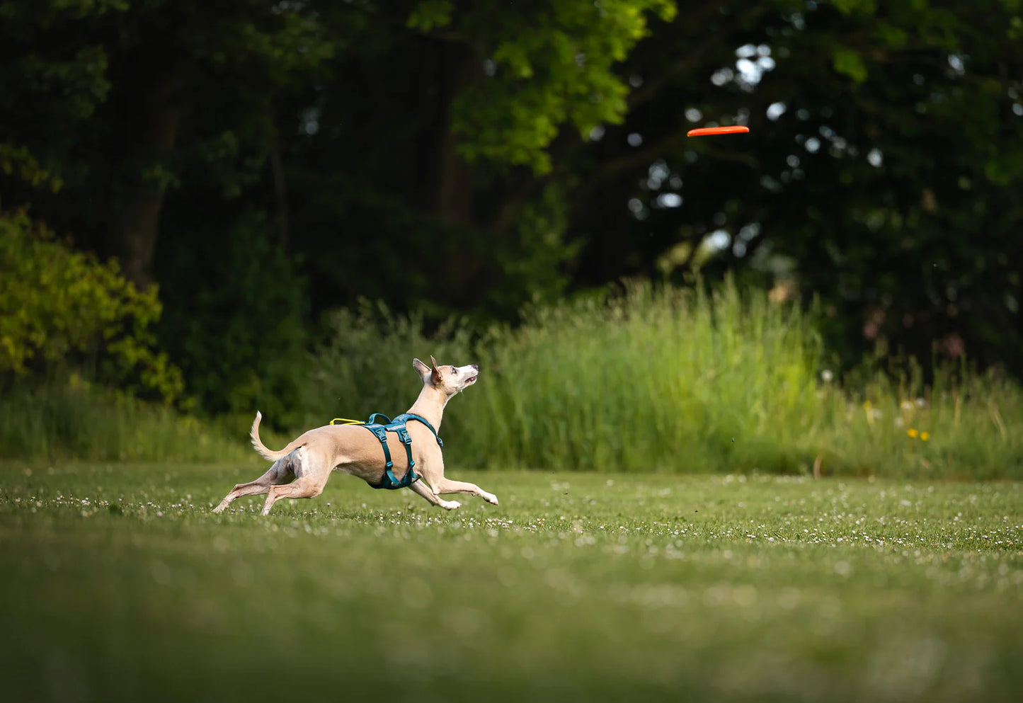 Flying Disc - Nonstop-dogwear
