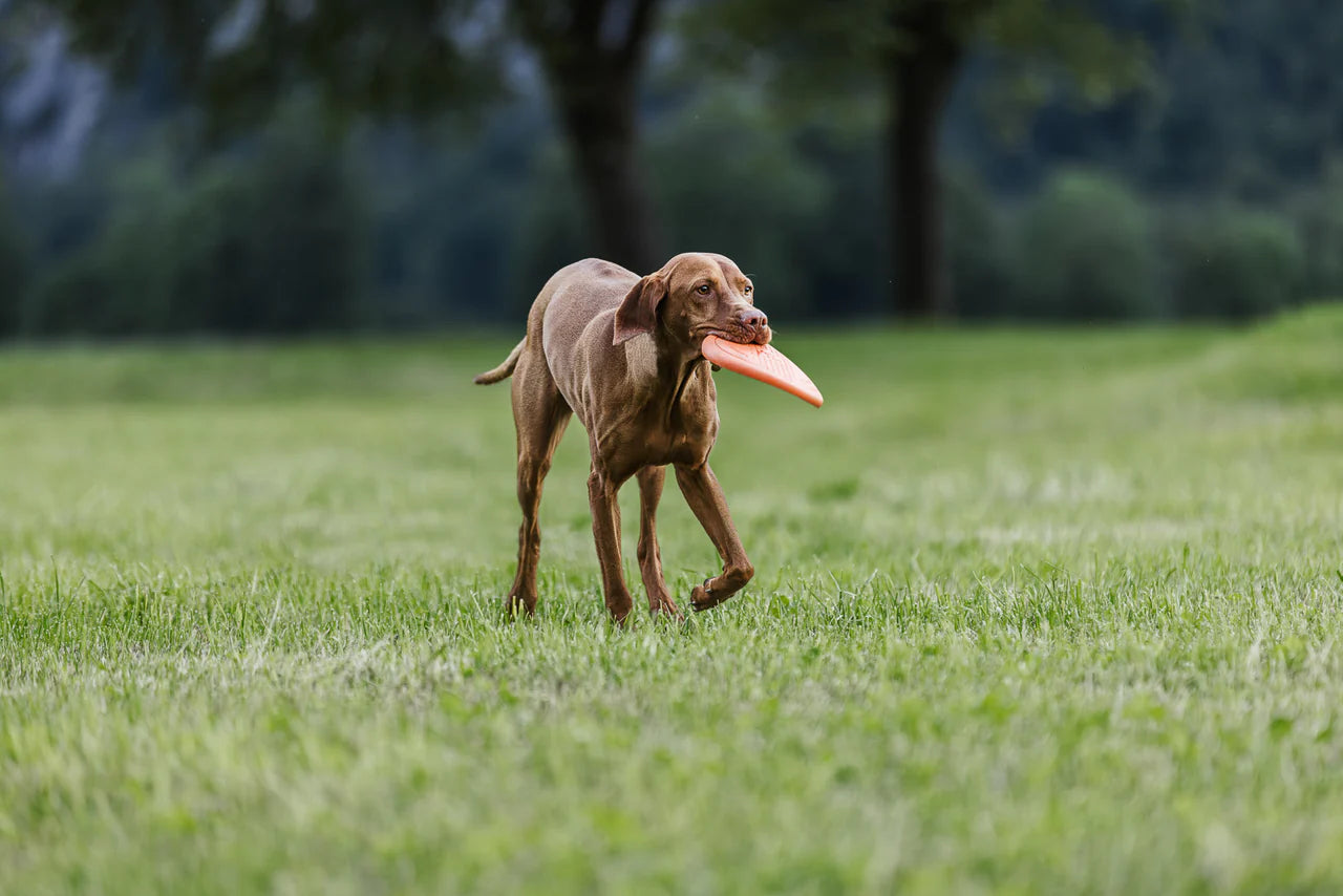 Flying Disc - Nonstop-dogwear