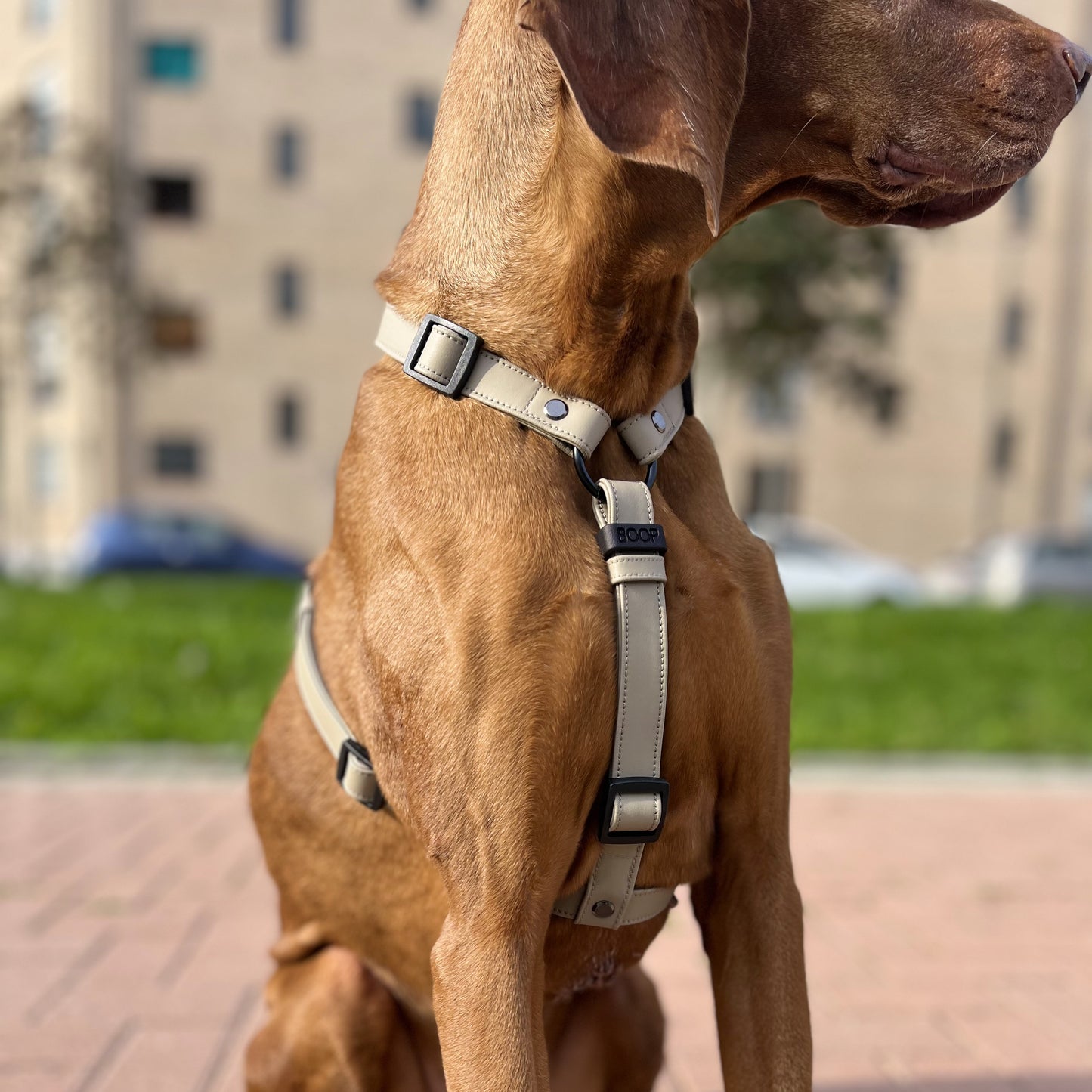 Pettorina ad H Boop the snoot