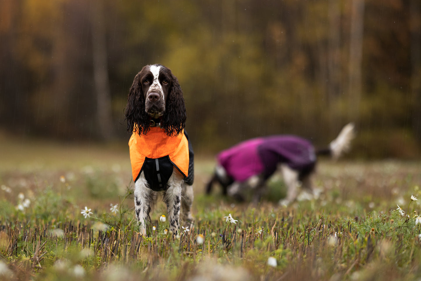Giacca impermeabile Fjord - Non-stop Dogwear