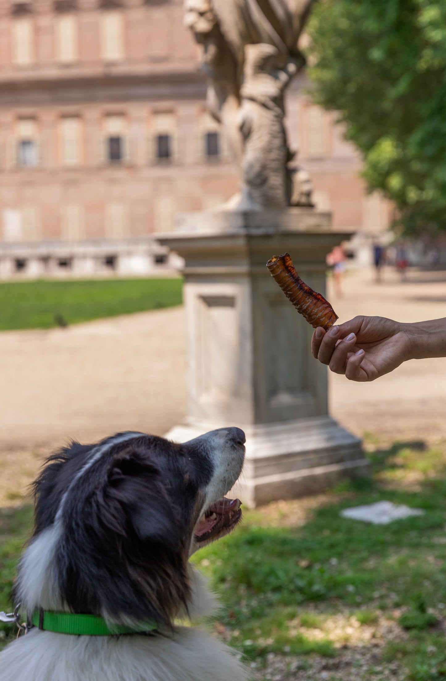 Trachea di bovino