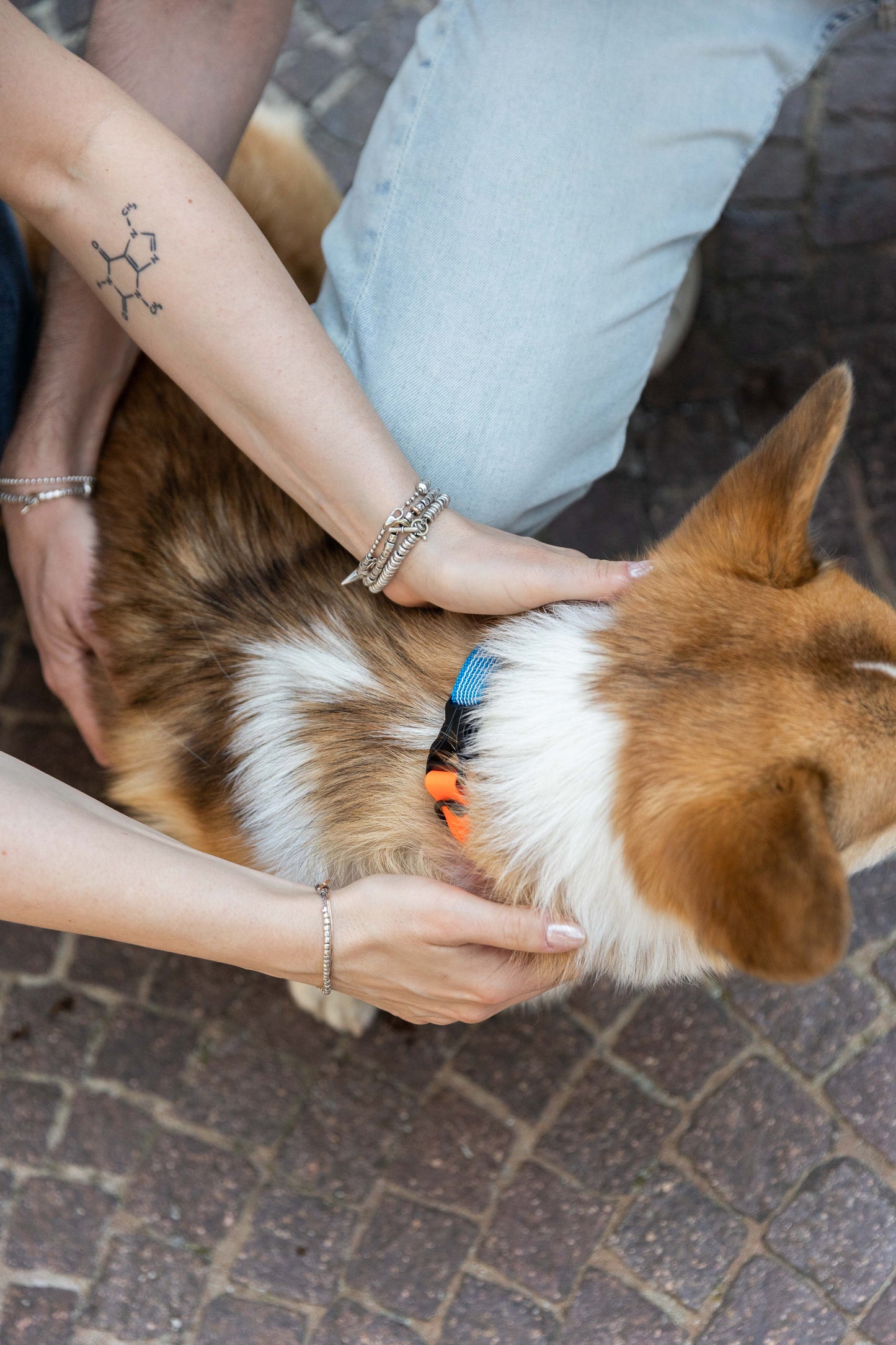 Collare per cani Duo - Ringhio