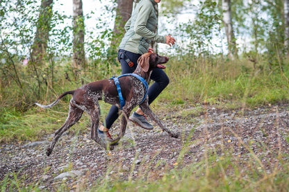 Pettorina ad H Line 5.0 - Non-Stop Dogwear