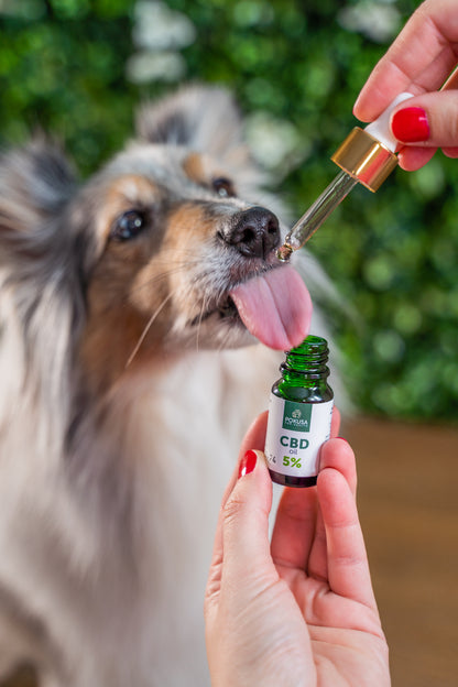 Olio di CBD