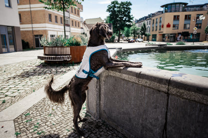 Giubbotto rinfrescanti Cooling vest - Non-stop Dogwear