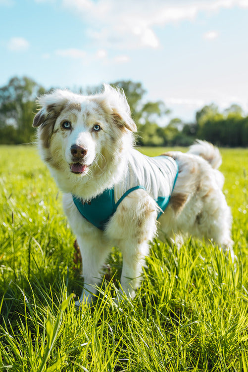 Giubbotto rinfrescanti Cooling pull on - Non-stop Dogwear