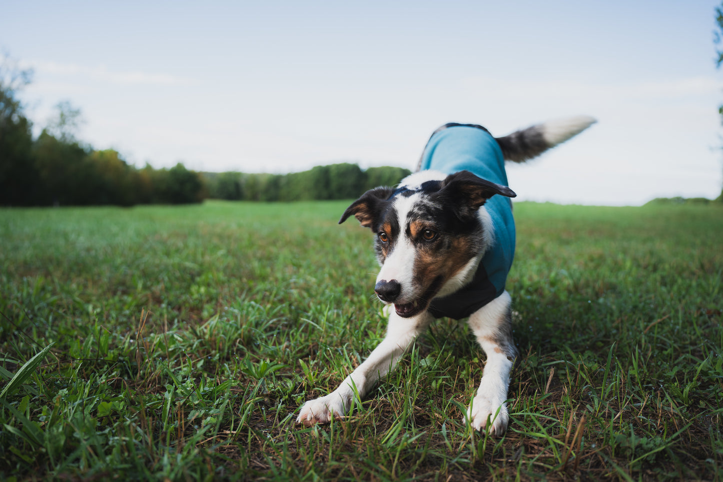 Pile aderente - Non-stop Dogwear