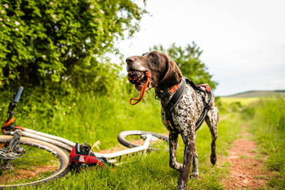 Ball on rope - Nonstop-dogwear