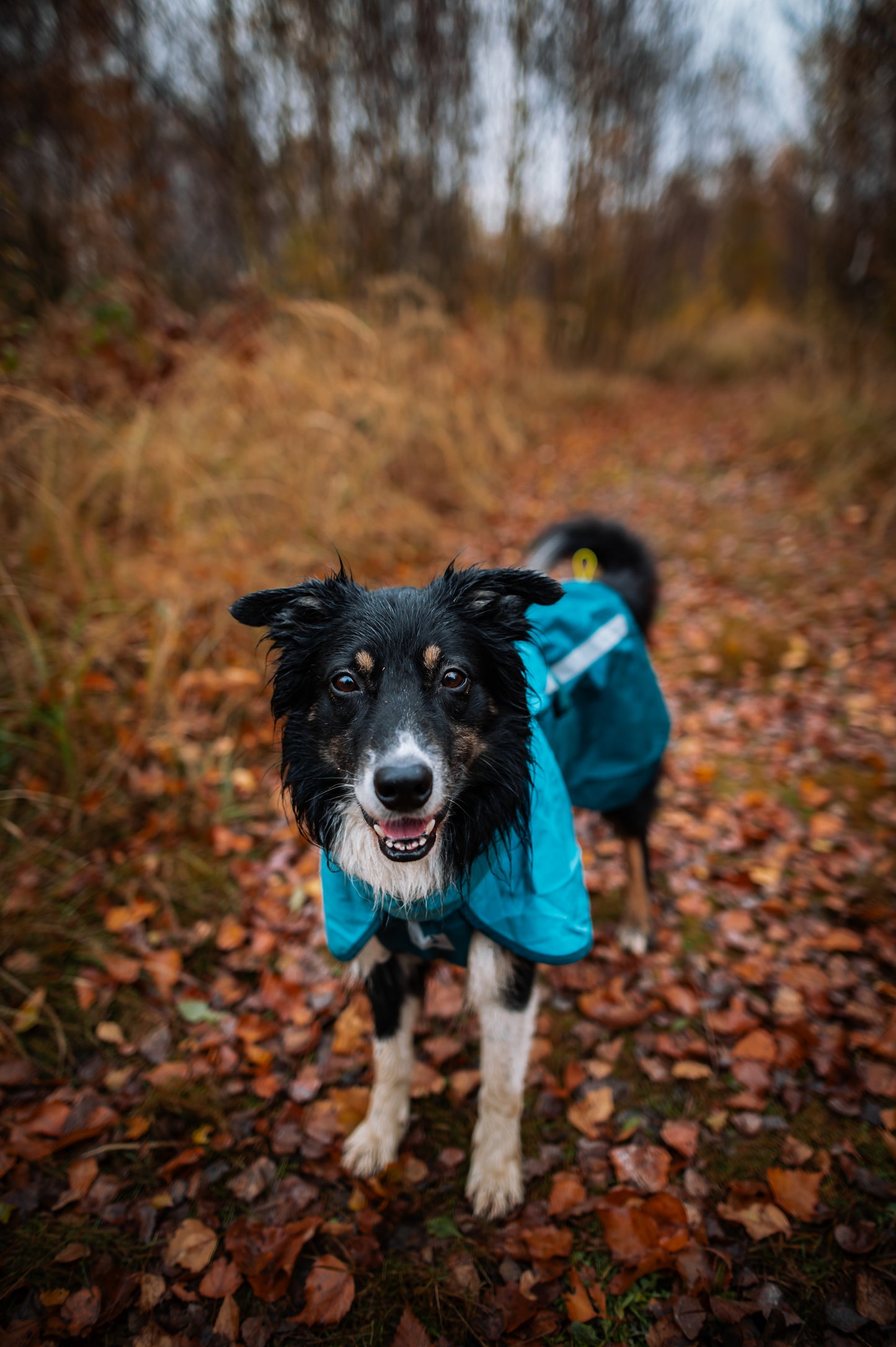 Giacca impermeabile Fjord 2.0 - Non-stop Dogwear