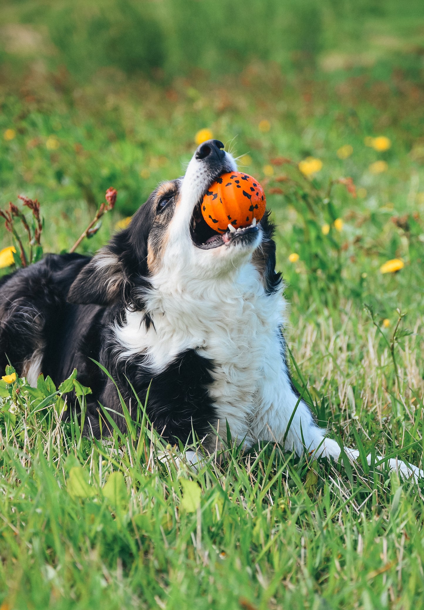 Dog Ball - Nonstop-dogwear