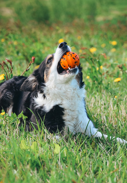 Dog Ball - Nonstop-dogwear