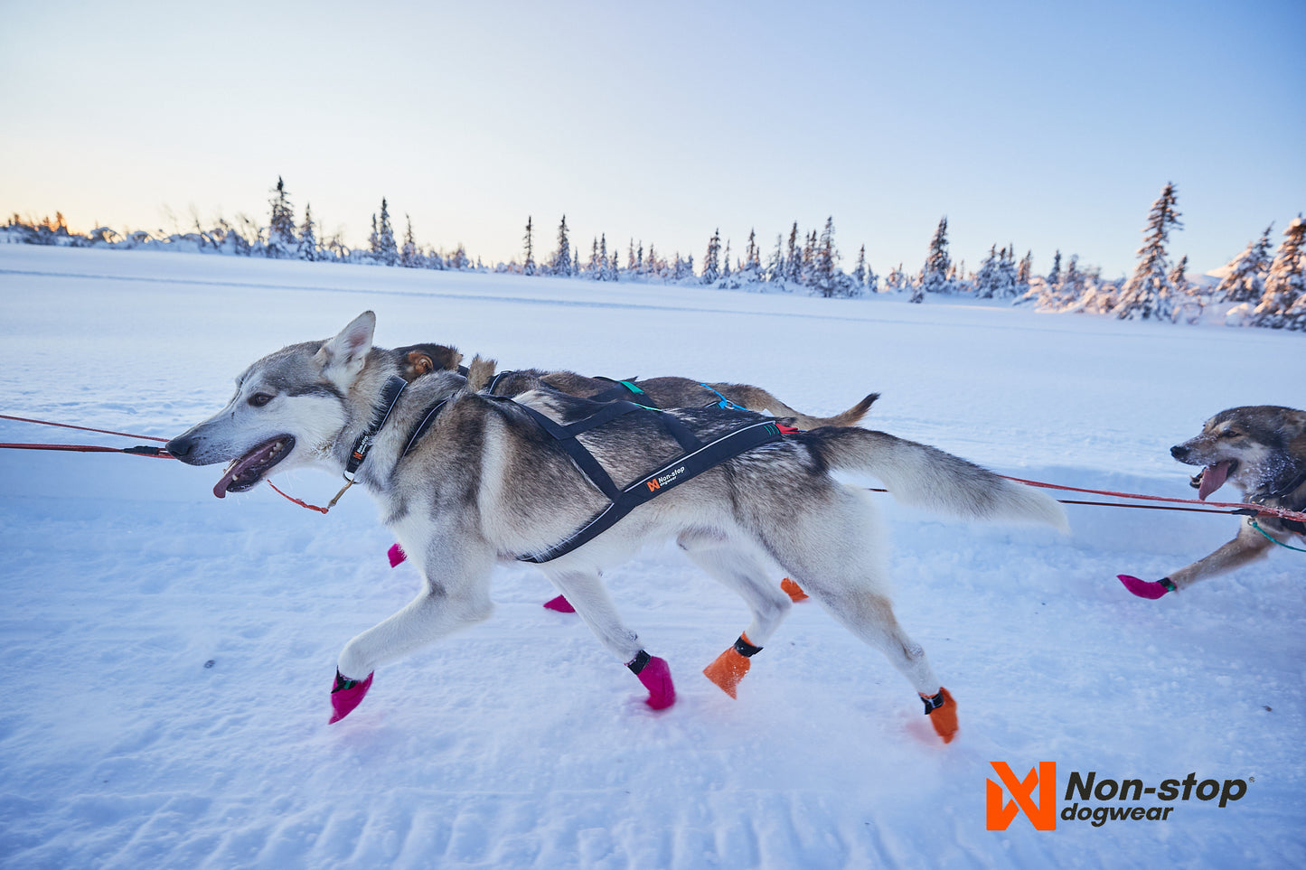 Nansen nome harness 5.0