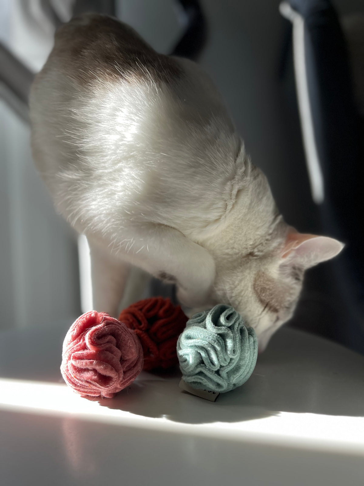 Snuffoline per gatti