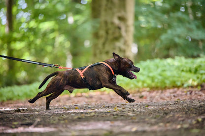 Pettorina Rush- Non-Stop Dogwear