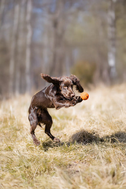 Dog Ball - Nonstop-dogwear