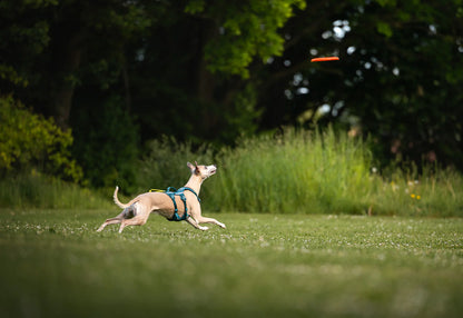 Flying Disc - Nonstop-dogwear