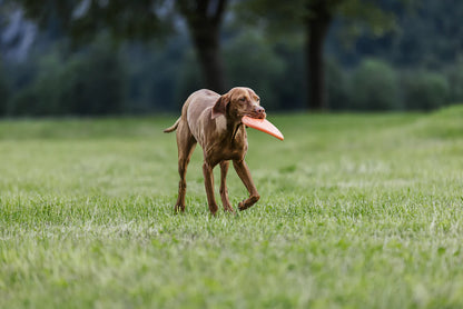 Flying Disc - Nonstop-dogwear