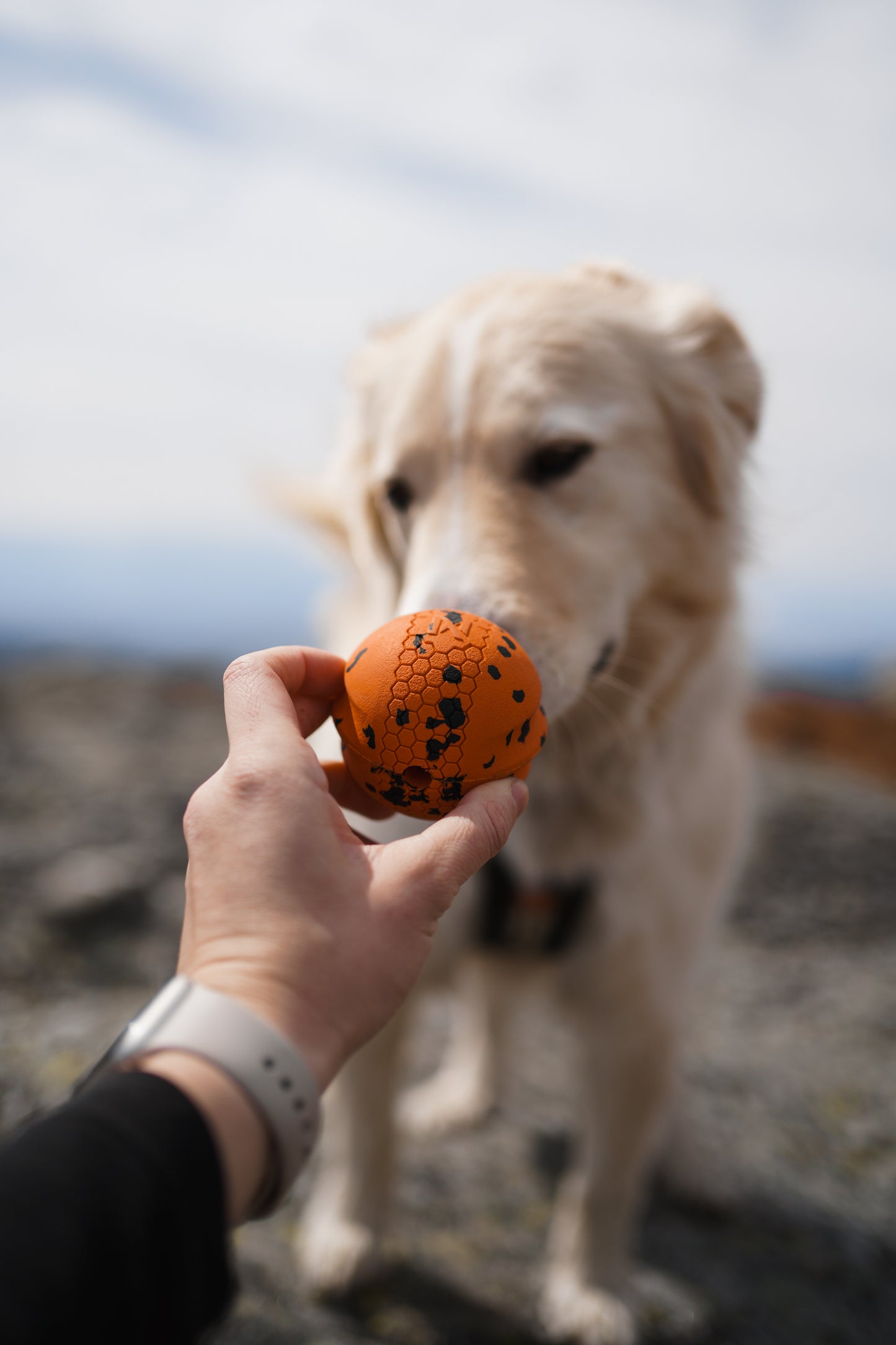 Dog Ball - Nonstop-dogwear