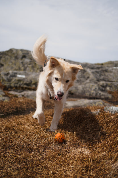 Dog Ball - Nonstop-dogwear