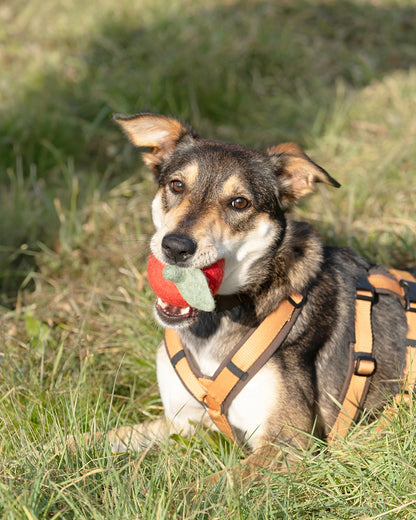 Giochi in feltro di lana