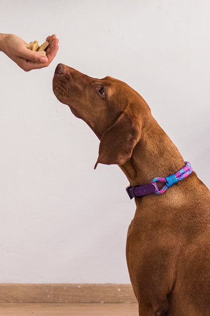 Collari per cani Smile - Ringhio design