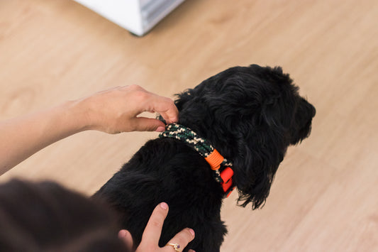 Collari per cani Smile - Ringhio design