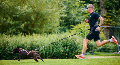 Pettorina Rush- Non-Stop Dogwear